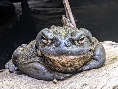 The majestic Sonoran Desert Toad somehow manages to make Jabba the Hutt look good! FuturistSpeaker.com #keynotespeaker #futuretrends #futureofwork #futurejobs Sonoran Desert Toad, Sonoran Desert Animals, Toad Animal, Jabba The Hutt, Creature Of Habit, Reptiles Pet, Plant Based Milk, Sonoran Desert, Holistic Beauty