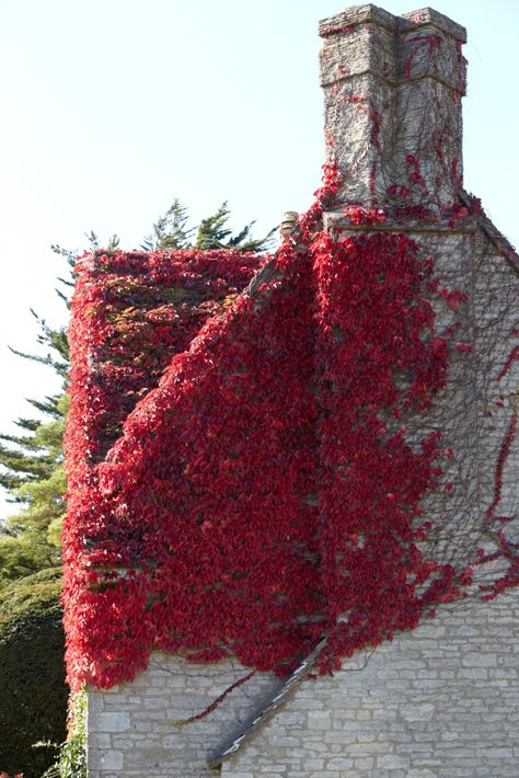 Gardening 101: Boston Ivy - Gardenista Boston Ivy On House, Ivy Plant Indoor, Parthenocissus Tricuspidata, Creepers Plants, Boston Ivy, Climber Plants, Ivy Wall, Cotswolds England, Virginia Creeper