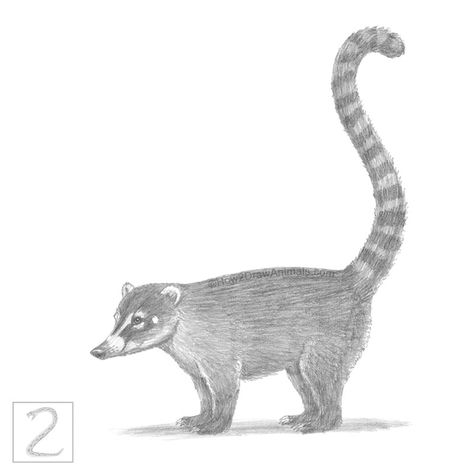 Coati drawing, facing left with long tail, drawn in graphite pencil. Pantanal, Zoo Animal Drawings, Mammal Drawing, Speed Drawing Videos, Drawing Instructions, Animal Sketch, Drawing Tutorials For Beginners, New Drawing, Animal Portraits