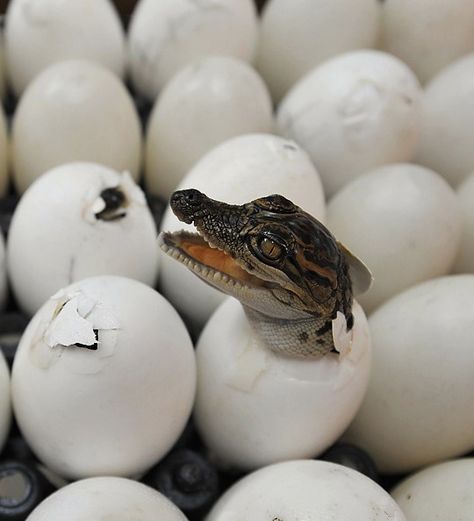 Amphibians, Reptiles And Amphibians, Crocodile Eggs, Baby Alligator, Photo Animaliere, Endangered Animals, Crocodiles, Animal Planet, Gecko