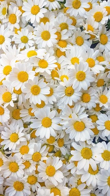 Precioso fondo de flores de margarita de... | Premium Photo #Freepik #photo #fondo-margaritas #flores-margaritas #margaritas-blancas #fondo-floral Rainforest Plants, Happy Daisy, 귀여운 음식 그림, Types Of Orchids, Hello September, Daisy Wallpaper, Growing Orchids, Types Of Roses, Shrub Roses