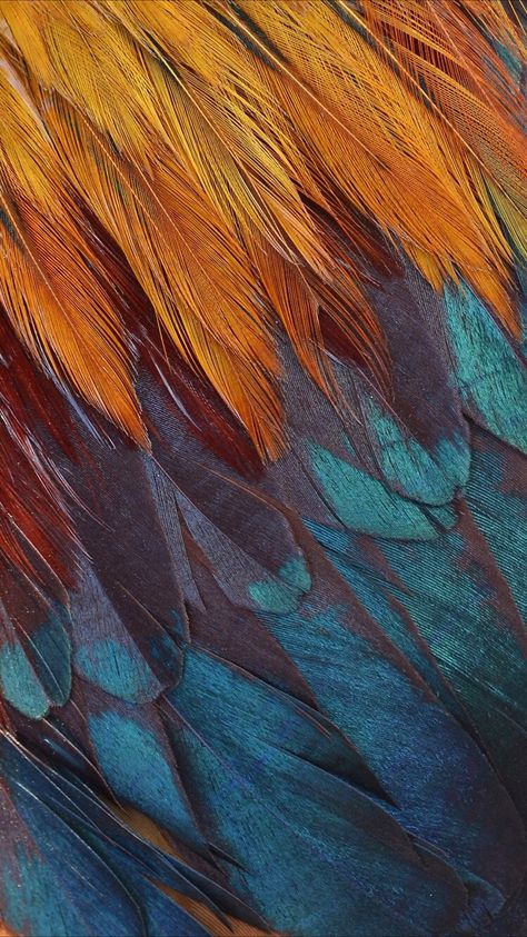Patterns In Nature Texture, Feathers Wallpaper, Feather Background, Colourful Wallpaper Iphone, Feather Wallpaper, Feather Wall Art, Feather Art, Colorful Feathers, Iphone Photography