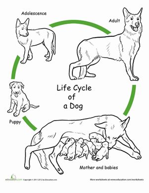 First Grade Life Science Animals Worksheets: Color the Life Cycle: Dog Life Cycle Of Animals, Life Cycles Preschool, Science Life Cycles, Cycle For Kids, Chicken Life Cycle, Animal Life Cycles, Dog Education, Pet Parade, 1st Grade Science
