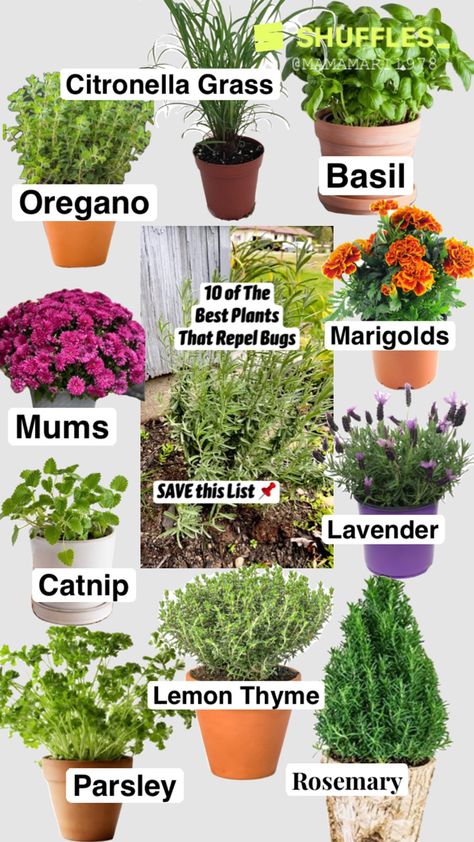 Best Garden Plants, Garden Design Outdoor, Insect Repellent Plants, Plants That Repel Bugs, Gardening Herbs, Vegetable Garden Planning, Mosquito Repelling Plants, Vegetable Garden Diy, Best Plants