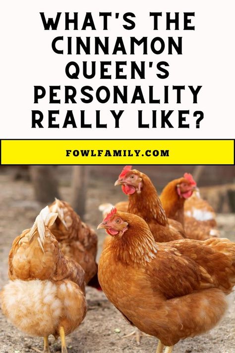 Cinnamon Queen's Personality Cinnamon Queen Chicken, Cinnamon Queen, Duck Breeds, Rhode Island Red, Chicken Tractor, Egg Production, Backyard Flocks, Brown Eggs, Chicken Breeds