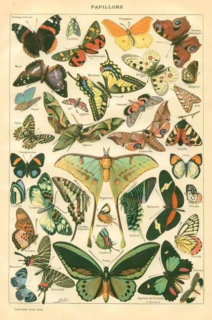 Papillons 1, Plate from the Larousse Universel in two volumes, 1922. Botanisk Illustration, Art Papillon, 그림 낙서, Butterfly Poster, Illustration Botanique, Vintage Botanical Prints, Art Et Illustration, Scientific Illustration, Vintage Butterfly