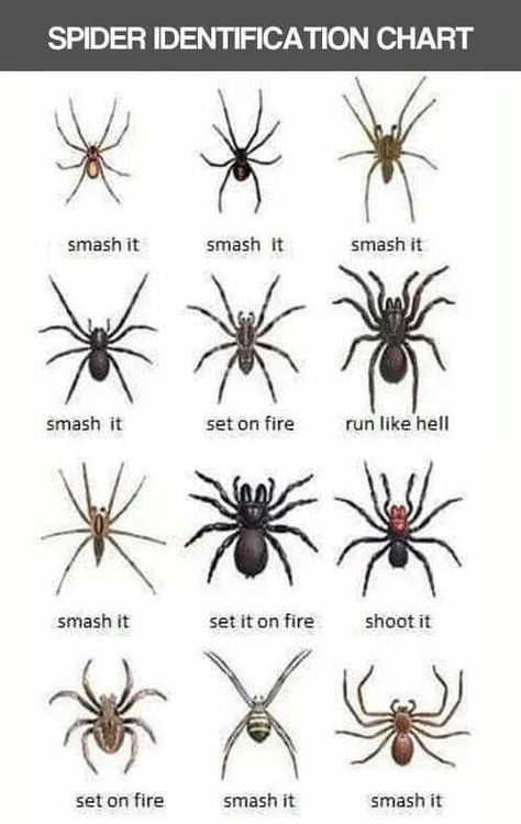 Smash it burn it pee on it flush it Spider Identification Chart, Spider Chart, Spider Identification, Kill It With Fire, Ecards Funny, Best Funny Pictures, Bones Funny, Make Me Smile, Minion