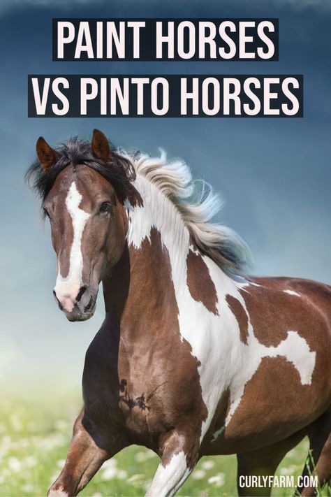 Many people who are new to horses are confused by the difference between Paint and Pinto horses- and, if we’re honest- so are many veteran riders and horse owners. Best Tack Colors For Paint Horses, Indian Painted Horses, Paint Horses Breed, Paint Horse Breed, Piebald Horse, Horse Color Chart, Colorful Horse Art, Pictures Of Horses, Colorful Horse Painting