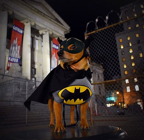 Batman Dog Costume, Batman Dog, Cute Puppies Images, Batman Costume, Cute Puppy Wallpaper, Cute Dogs Images, Puppy Wallpaper, Puppy Images, Pictures Of Dogs