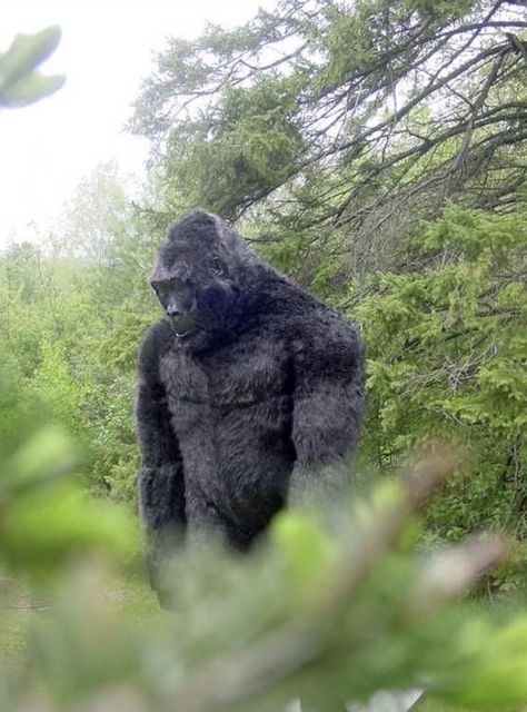 Real Bigfoot Pictures, Bigfoot Video, Real Bigfoot, Mountain Monsters, Bigfoot Pictures, Bigfoot Art, Finding Bigfoot, Bigfoot Sightings, Bigfoot Sasquatch