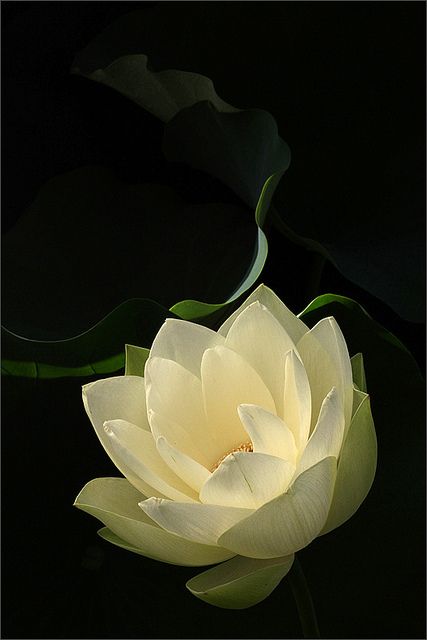 Lotus Flower Macro Water Lilies, Gardening Supplies, Lily Lotus, Lotus Blossom, White Lotus, Flower Beauty, Flowers Nature, Beautiful Blooms, White Flower