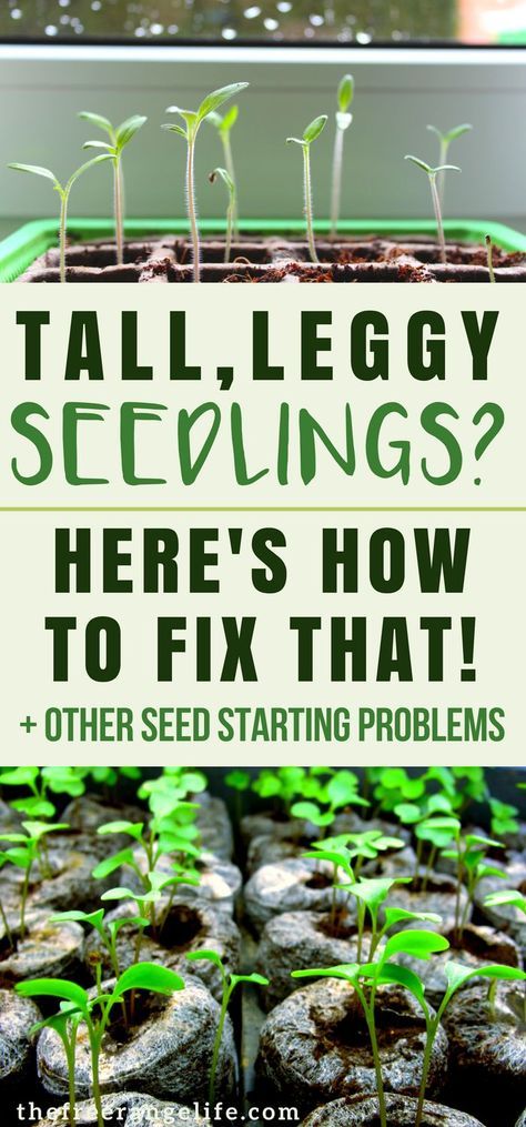 Indoor Gardening: Having trouble starting seeds for your vegetable garden? Here's how to fix 4 common seed starting problems! | Vegetable Gardening | Organic Gardening | Homesteading | Gardening Tips Indoor Gardening, Organic Gardening Tips, Indoor Vegetables, Starting Seeds, Indoor Vegetable Gardening, Gardening Hacks, Organic Vegetable Garden, Home Vegetable Garden, Hydroponic Gardening