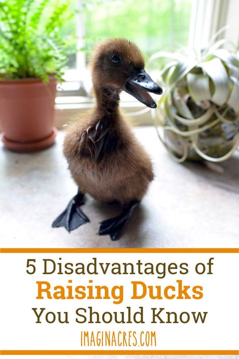 Raising Ducks Vs Chickens, Fenced In Duck Area, Raise Ducks For Beginners, Raising Ducks With Chickens, What Do Ducks Eat, Raising Ducks For Eggs, Duck Care For Beginners, Duck Coop Ideas Backyards, Duck Run Ideas