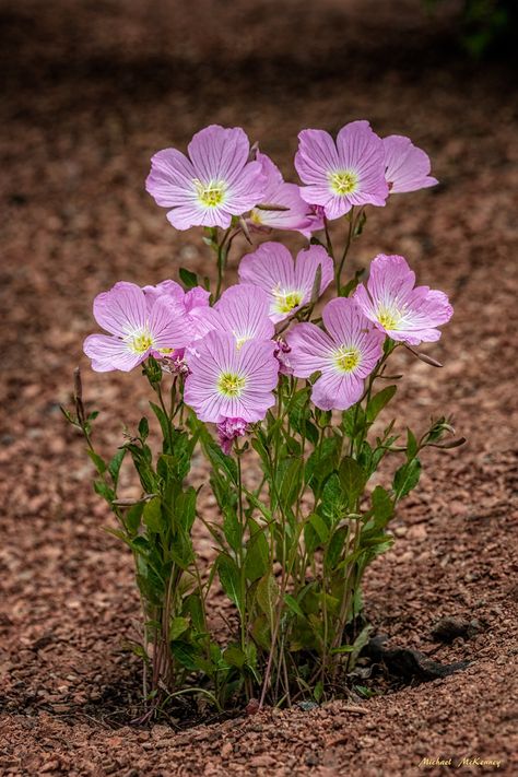 When, Where, and How to Grow Mexican Evening Primrose. Evening primrose flowers (pink ladies, sundrops, snowdrops) are showy and gorgeous but are often unappreciated because they can often be invasive when planted too closely together. Learn when, how, and where to plant them to avoid them sprouting up where they are not wanted. Cold Frames, Evening Primrose Flower, Primrose Plant, Water Wise Plants, Mexican Flowers, Cold Frame, Wildflower Garden, Month Flowers, Pink Lady