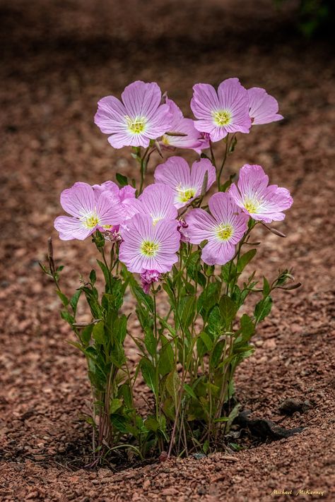 When, Where, and How to Grow Mexican Evening Primrose. Evening primrose flowers (pink ladies, sundrops, snowdrops) are showy and gorgeous but are often unappreciated because they can often be invasive when planted too closely together. Learn when, how, and where to plant them to avoid them sprouting up where they are not wanted. Evening Primrose Flower, Primrose Plant, Water Wise Plants, Mexican Flowers, Moon Garden, Wildflower Garden, Pink Lady, Month Flowers, Evening Primrose