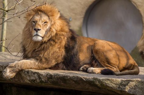 Lion by Fotostyle-Schindler on DeviantArt Lion Sketch, Trening Sztuk Walki, Dog Portraits Art, Lions Photos, Lion Photography, Lion And Lamb, Lion King Art, Lion Images, Cat Reference