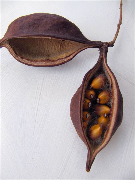 Kurrajong Seed Pod, Seeds And Pods, Seed Pods Natural Forms, Motifs Organiques, Seed Heads, Seed Pod, Fruit Seeds, Airbrush Art, Nature Plants