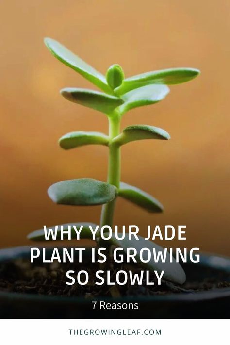 Unlock the secrets to faster growth for your jade plant! Discover why your jade plant is growing slowly and learn expert techniques to accelerate its growth. We have all the tips you need to transform your jade plant into a thriving beauty. Don't let sluggish growth hold your plant back! Click the link to learn more and give your jade plant the green light for rapid growth. #JadePlant #PlantCare #AccelerateGrowth #ThrivingPlants #TheGrowingLeaf Growing Jade Plants, Trailing Jade Plant, Jade Plant Pruning, Jade Plant Care, Plants Grown In Water, Jade Plant, Money Plant, Crassula Ovata, Jade Plants