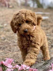 Australian Doodle, Miniature Australian Labradoodle, Cocker Poodle, Labradoodle Mini, Mini Labradoodle Puppy, Labradoodle Miniature, Australian Labradoodle Puppies, Goldendoodle Breeders, Sheepadoodle Puppy