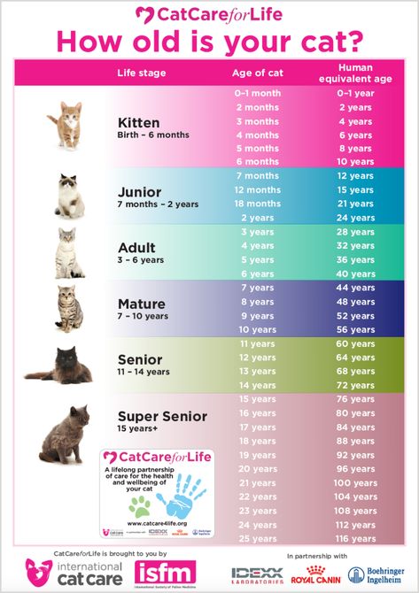 How to tell your cat's age in human years | International Cat Care Cat Age Chart, Getting A Kitten, Cat Years, Cat Ages, Cat Info, Cat Language, Cat Care Tips, Kitten Care, Old Cats