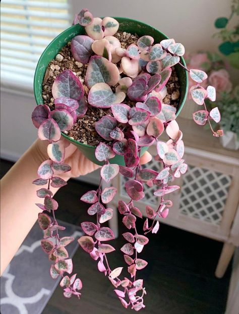 String Of Hearts Plant, String Of Hearts, Plant Goals, نباتات منزلية, Plants Are Friends, Decoration Plante, Pink Plant, Starter Plants, Plant Aesthetic