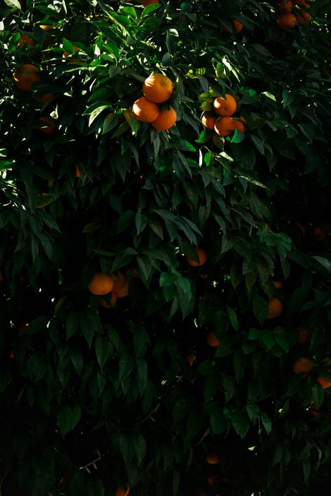 Fruit, Trees, Nature, Orange Tree Aesthetic, Background Reference, Orange Tree, Book Reader, Nature Pictures, Dark Aesthetic