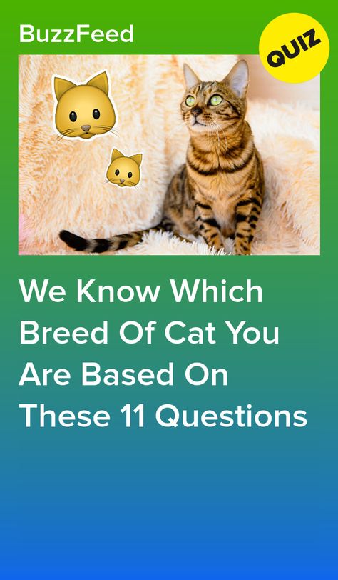 What Cat Am I Quiz, Warrior Cats Quizzes, Cat Person Aesthetic, Warrior Cats Aesthetic, Warrior Cats Quiz, Types Of Cats Breeds, Cat Races, Movie Quizzes, Best Cat Breeds