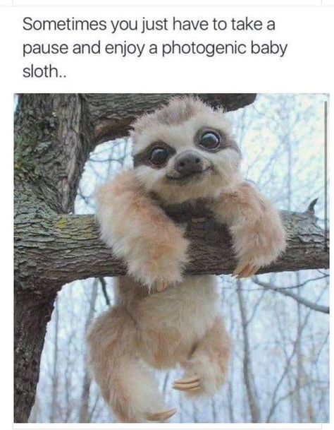 Animal Jokes, Baby Sloth, Friends Hug, Hug Cute, Dog Baby, Funny Animal Jokes, Cute Wild Animals, Cute Animal Photos, Funny Animal Memes