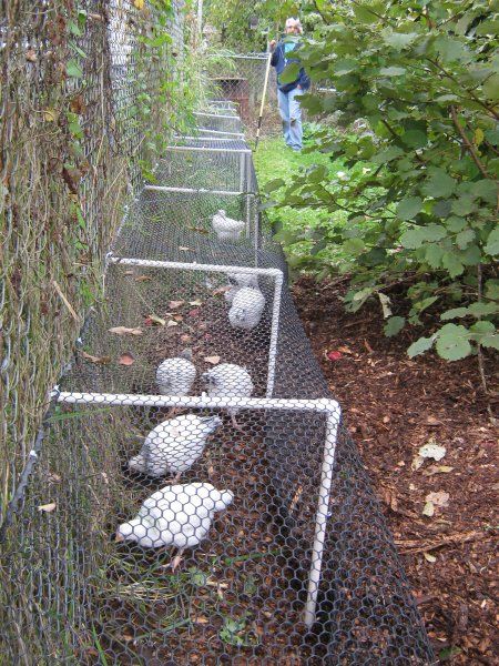 Reban Ayam, Chicken Tunnels, Cheap Chicken Coops, Easy Chicken Coop, Backyard Chicken Coop Plans, Diy Chicken Coop Plans, Chicken Cages, Coop Design, Chicken Coop Designs