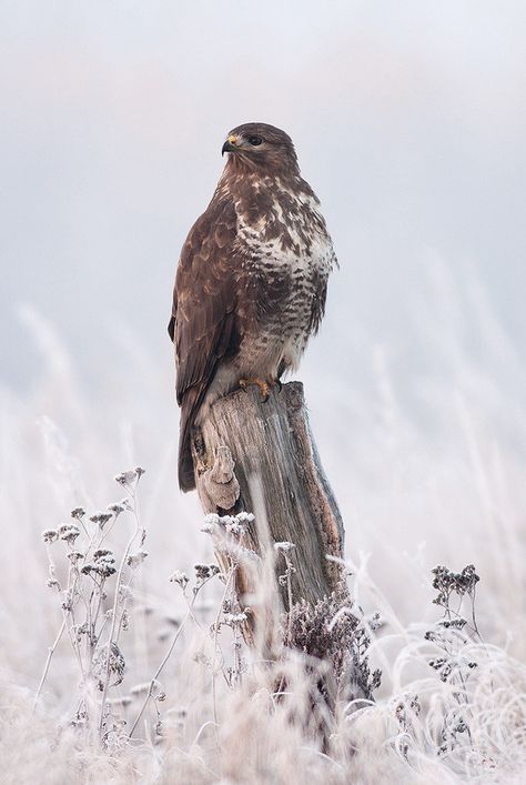 Wild Life, Buzzard, Common Buzzard, Photo Animaliere, Most Beautiful Cities, Pretty Birds, Beautiful Places In The World, Birds Of Prey, Bird Watching