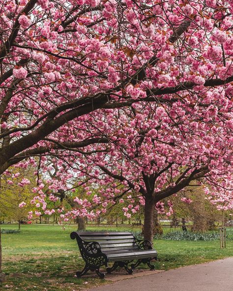 Michael (@sparrowinlondon) posted on Instagram: “A shot from the famous cherry blossom avenue, when I gave some advice on how to photograph an empty bench! If no one sits on the bench…” • Apr 20, 2022 at 5:19pm UTC Nature, Cherry Blossom Field, Cherry Blossoms Aesthetic, Bench Aesthetic, Orchestra Poster, Cherry Blossom Landscape, Cherry Blossom Aesthetic, Blossom Aesthetic, Spring Cherry Blossoms