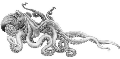 The Kracken, Ocean Creatures Art, Octopus Sketch, Fishing Stickers, Tattoo Perna, Kraken Tattoo, Boat Graphics, Octopus Drawing, Octopus Tattoo Design