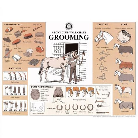 Excellent chart of horse information. Blankets, farrier, brushes, markings, and et cetera. Horse Clips, Tail Designs, Horse Lessons, Horse Information, Horse Care Tips, Horse Facts, Horse Camp, Pony Club, Horse Grooming