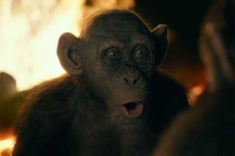 Bad Ape Introduced In Extended "War" Clip Daria Memes, Plant Of The Apes, Dawn Of The Planet, Dallas Buyers Club, Matt Reeves, Captain Fantastic, Skull Island, Leg Tattoo Men, Cute Monkey