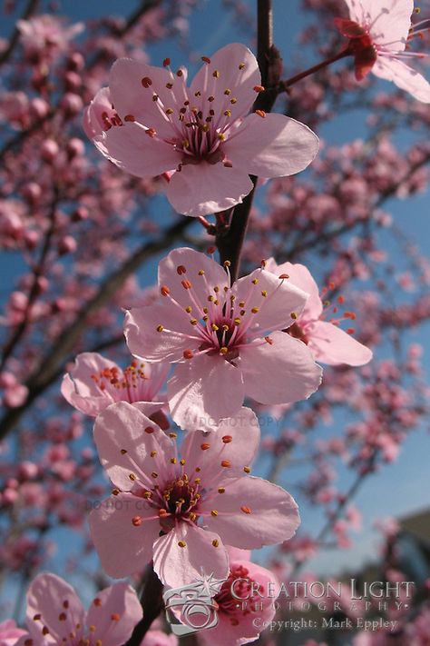 Japanese Cherry Blossom Bouquet, Pretty Flowers Pictures, Ornamental Cherry, Pink Blossom Tree, Pink Flowering Trees, Flowering Cherry Tree, Japanese Blossom, Cherry Blossom Japan, Japanese Tree