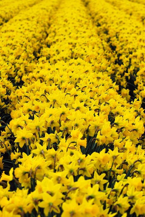 yellow daffodils full bloom mount vernon washington Blossom Photoshoot, Mount Vernon Washington, Daffodil Day, Seattle Photos, Pop Of Yellow, Photo Opportunity, Skagit Valley, Yellow Daffodils, Mount Vernon