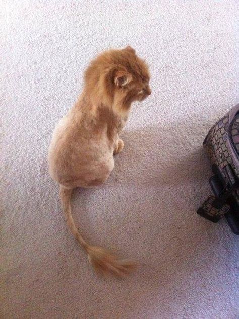 Crazy Cat Lady, Lion Cat, Long Haired Cats, Orange Cat, Bones Funny, Crazy Cats, Cat Pics, Funny Cute, Animal Pictures