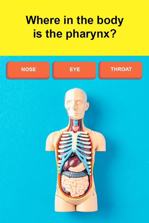 Where in the body is the pharynx? #Trivia Science Trivia, Trivia Question, Nasal Cavity, Learn New Things, Play And Learn, School Nurse, Trivia Questions, Mind Games, New Things