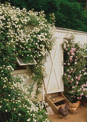 Color Outside the Lines: Chicken Coops Chicken Coops, Climbing Roses, Beautiful Chickens, Country Gardens, Colorful Roses, Chicken House, Garden Cottage, Chickens Backyard, Rose Garden