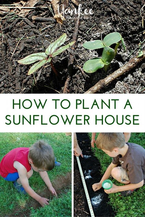 Harvesting Sunflower Seeds, Sunflower Room, Sunflower House, Sunflower Patch, Growing Sunflowers, English Garden Design, Planting Sunflowers, Sunflower Garden, Garden Store