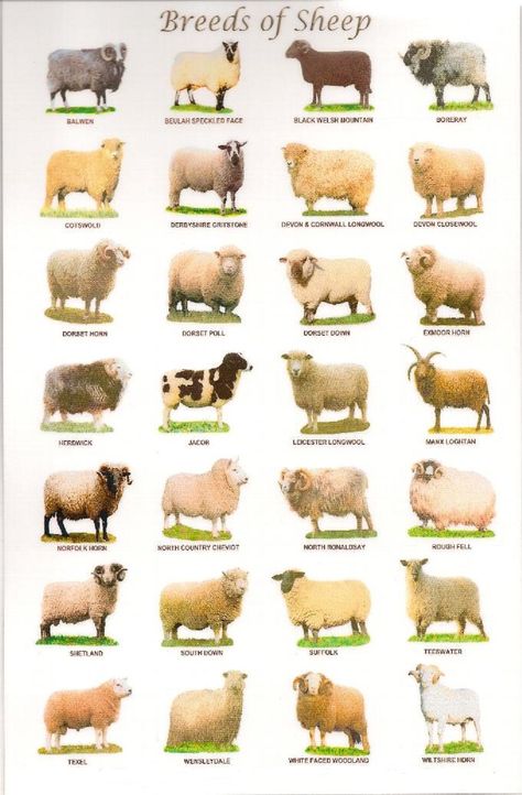 Sheep breeds in the United Kingdom - There are over 60 distinct breeds of sheep in the United Kingdom. Sheep Fabric, Pig Breeds, Raising Farm Animals, Photo Animaliere, Raising Goats, Sheep Breeds, Sheep Art, Animal Science, Sheep Farm