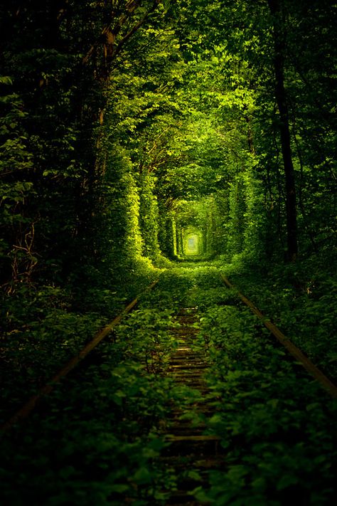 Tunnel of Love in Ukraine (Kleven village forest) - nature overgrows the train track, but the train keeps a route through Angkor, Tunnel Of Love Ukraine, Hand Fotografie, Tree Tunnel, Tunnel Of Love, Reykjavik, Beautiful Tree, Pretty Places, Abandoned Places