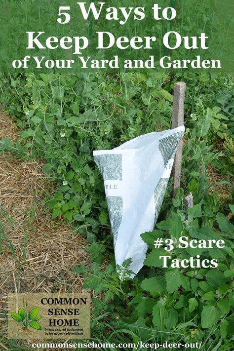 Keep Deer Out of Your Garden - 5 Deer Deterrent Strategies Keep Deer Out Of Garden, Deer Resistant Landscaping, Deer Repellent, Slugs In Garden, Deer Resistant Garden, Deer Repellant, Deer Proof, Deer Fence, Deer Resistant Plants