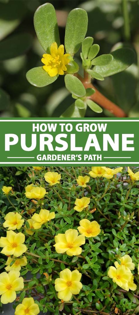 Are you looking for the next “superfood” to grow in your garden? Meet purslane. It contains more omega-3 fatty acids than any other leafy green. And it grows like a weed and can be added to salads or substitute in recipes that call for spinach or other greens. Our guide to growing Portulaca oleracea will teach you everything you need to know. Read more now on Gardener’s Path. #purslane #leafygreens #gardenerspath Purslane Flowers, Purslane Recipe, Purslane Plant, Portulaca Flowers, Texas Plants, Kitchen Gardens, Dream Plants, Portulaca Oleracea, Diy Gardening