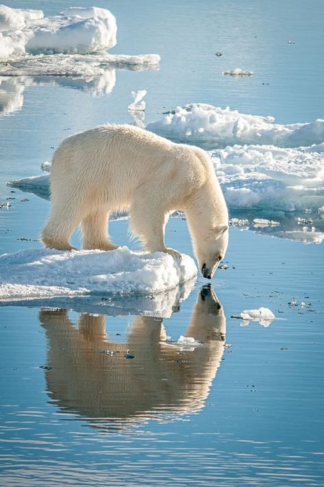 One of the beautiful ice bears of Svalbard. Urs Polar, Cele Mai Drăguțe Animale, Ice Bears, Animale Rare, I Am Beautiful, Animal Planet, Nature Animals, Animal Photo, 귀여운 동물