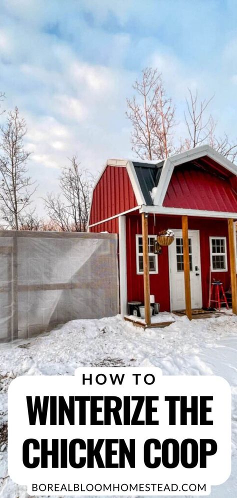 Keep your chickens healthy and warm during the cold winter months with this guide on properly winterizing your chicken coop. Learn the right balance of wind protection, insulation, and ventilation to prevent drafts and how to prepare for extreme weather conditions with heat lamps when necessary. Learn the importance of monitoring the temperature of your coop regularly, and having a plan in place for extreme weather conditions. Ensure your flock survives the winter in optimal health! Chicken Coop For Winter Cold Weather, Winterized Chicken Run, Winter Chicken Coop Cold Weather, Insulating Chicken Coop Winter, Chicken Coop Insulation, Chicken Coops For Cold Climates, How To Insulate A Chicken Coop, Winterizing Chicken Run, Insulated Chicken Coop Plans