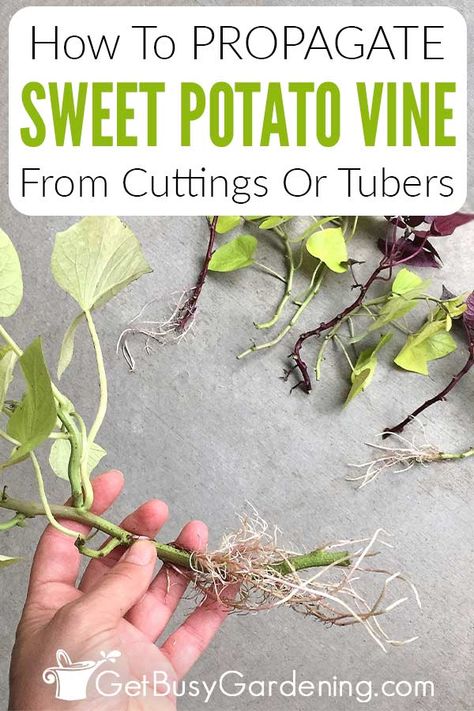 Any question you’ve ever had about propagating sweet potato vines is answered in this comprehensive guide. In it I discuss ornamental sweet potato vine propagation from start to finish. You’ll learn exactly what parts can be multiplied, and how to prepare it for the process. Then I discuss the best time of year, different methods you can use, and how to root sweet potato vine slips successfully. Learn how to use cuttings or tubers to expand your favorite varieties into new beautiful plants. How To Propagate Sweet Potato Vine, Propagate Sweet Potato, Vine Propagation, Sweet Potato Vine Planter, Sweet Potato Plant Vine, Potato Vine Planters, Potato Vine Plant, Gardening Kit Gift, Sweet Potato Vines