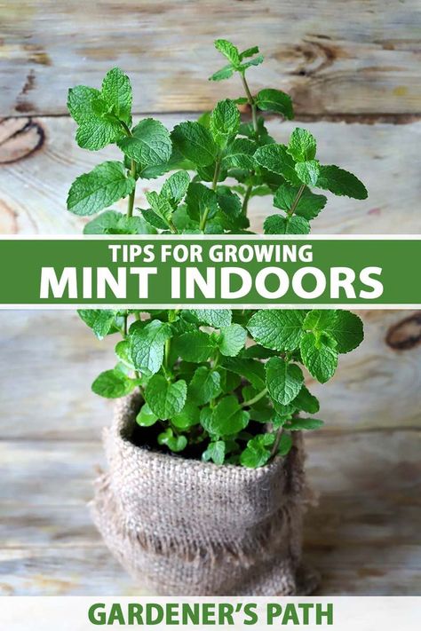 Upcycling, Grow Mint Indoors, Mint Plant Care, Growing Mint Indoors, Grow Mint, Mint Seeds, Mint Plant, Mint Garden, Peppermint Plants