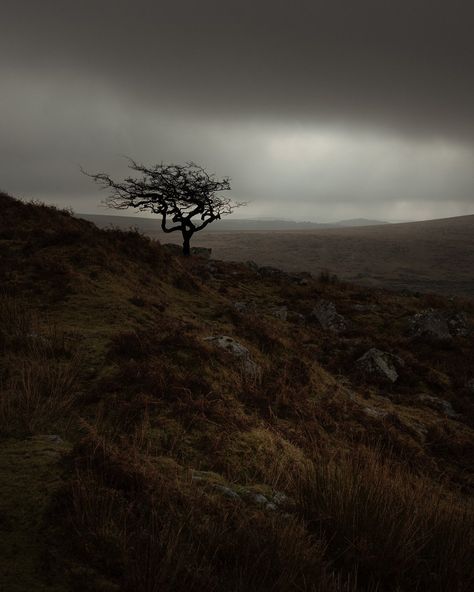 Some Dartmoor lone trees!pic.twitter.com/vUGXbzllP0 Nature, Vast Landscape, Stages Of Sleep, Adventures Of Sherlock Holmes, Lone Tree, Dark City, Multiple Exposure, Green Witch, Natural Environment