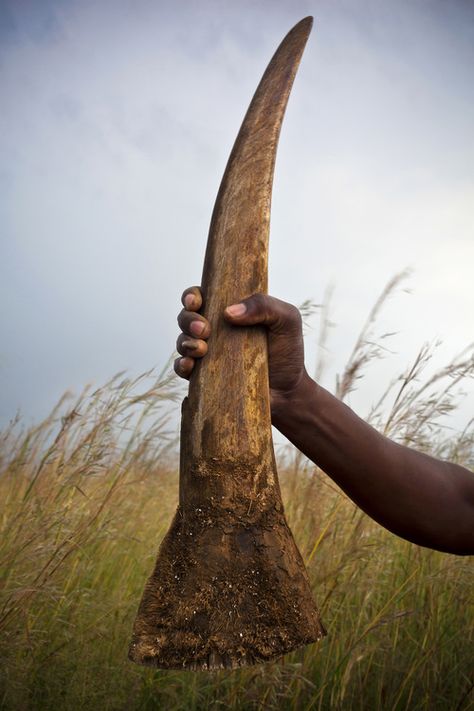 Klerksdorp, South Africa, 25 March 2011: A man holds up a large Rhino horn in… Rhino Pictures, Rhino Poaching, Rhino Horn, Outline Template, Vocabulary Exercises, Baby Rhino, Persuasive Essay, White Rhino, Steve Mccurry